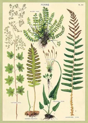 Poster - Ferns